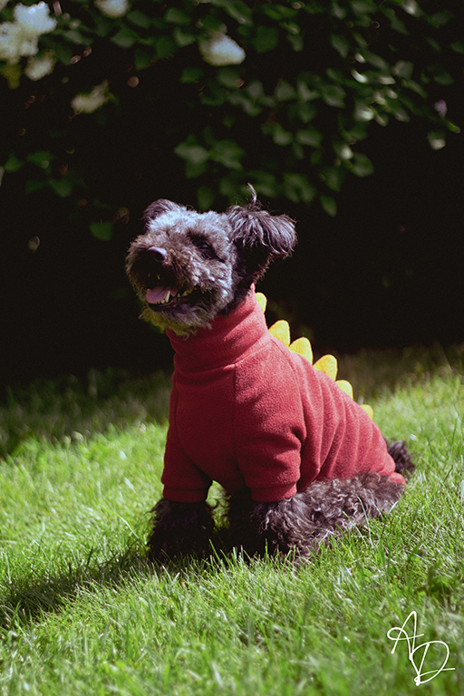 dog2