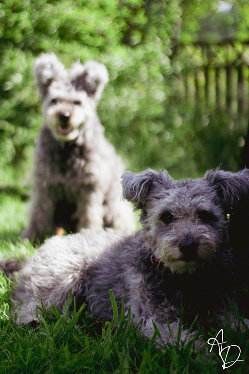 dog5