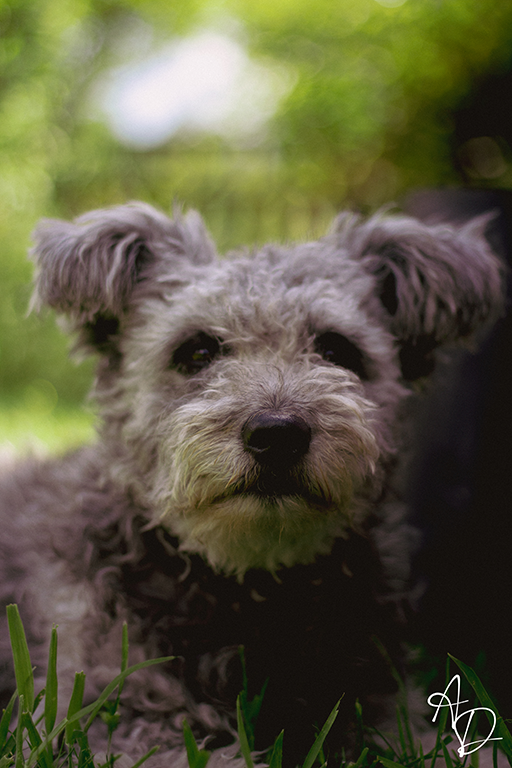 dog6