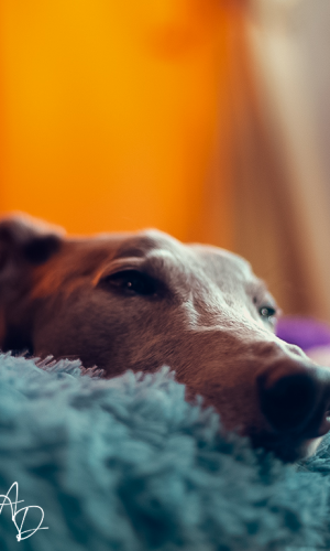 photography by plethora studio